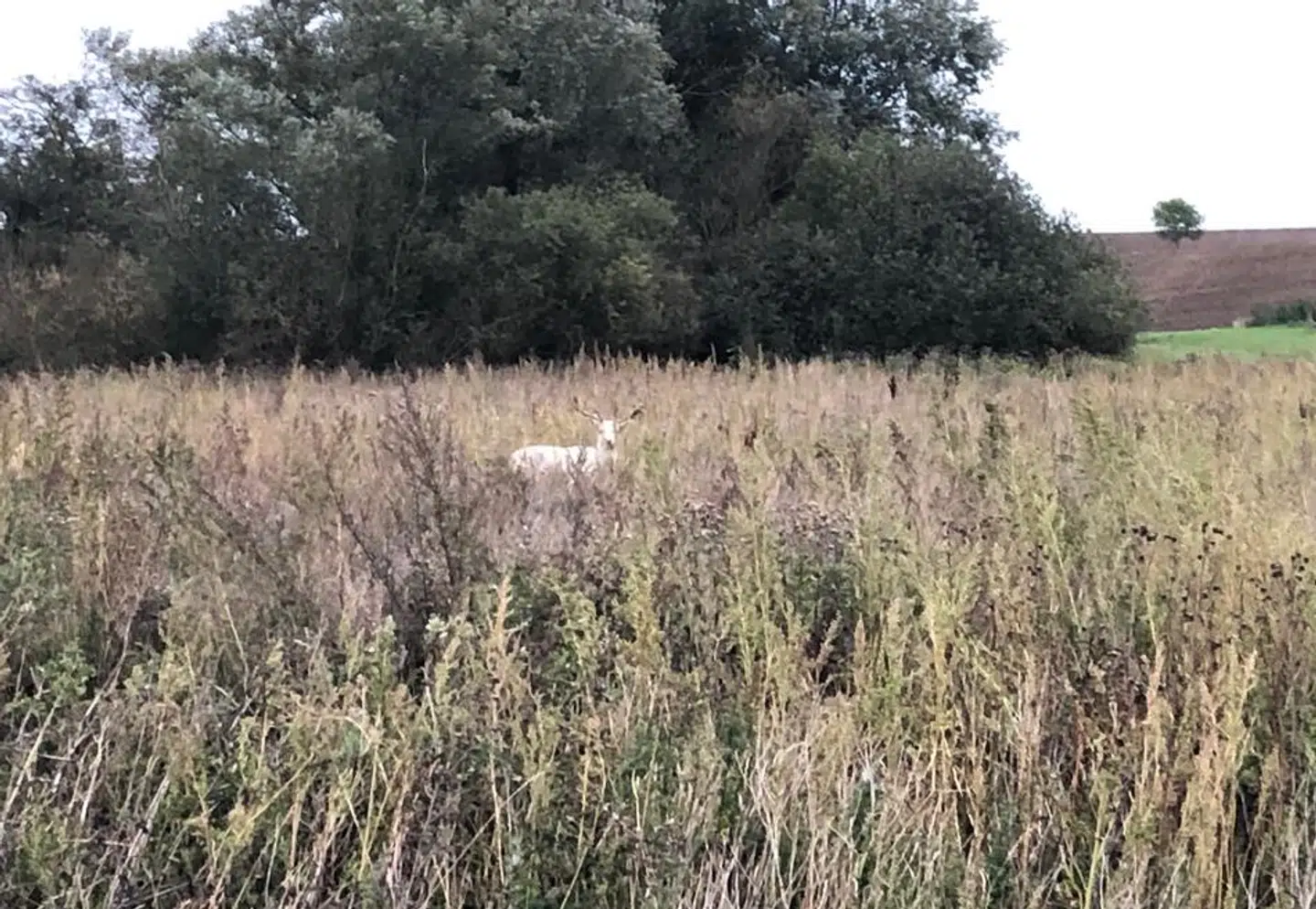 Sådan så den hvide dåhjort ud, før den blev skudt og halshugget.