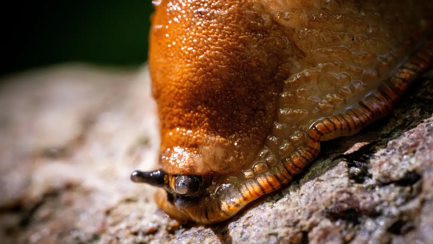 Den iberiske skovsnegl, eller dræbersneglen, som den også kaldes, huserer allerede i de danske haver.