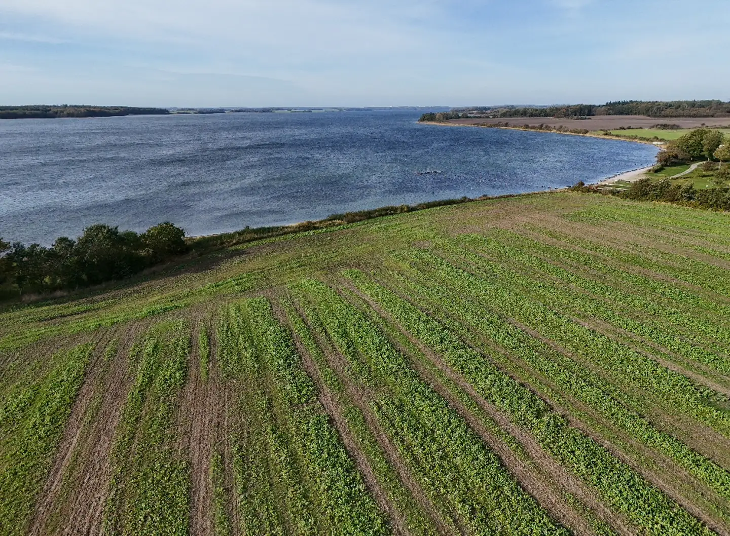 Landbrug på det sydvestlige Fyn ved Gamborg Fjord. Sidste års grønne trepart om at reducere landbrugets udledning har været helt afgørende for at bringe regeringens klimapolitik på ret kurs, vurderer Klimarådet.