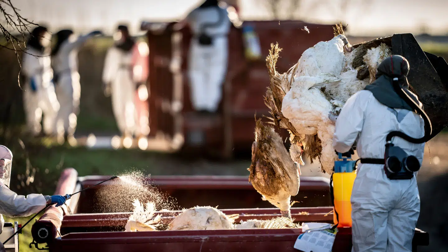 I januar blev en farm med 25.000 kalkuner i Vestsjælland ramt af fugleinfluenza.