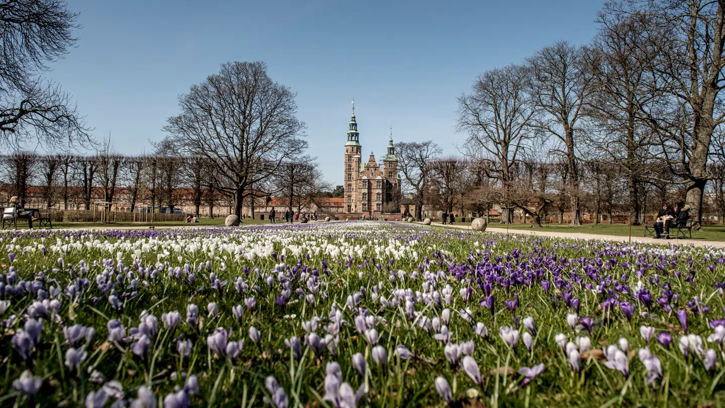 Bare vent, for torsdag rammer foråret Danmark.