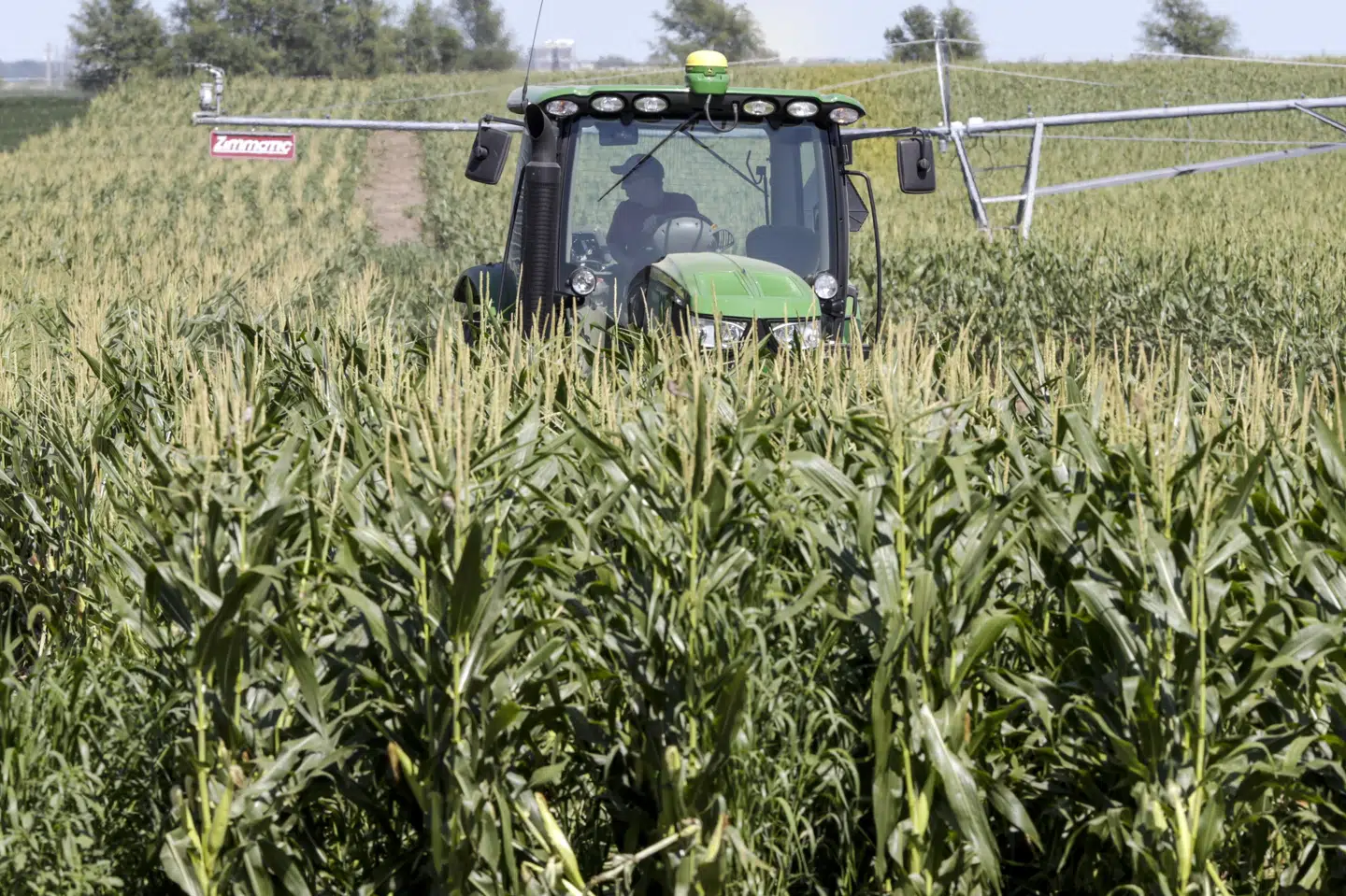 Majs er en af USA's vigtigste eksportvarer. Nu bliver den dyrere i Kina. (Arkivfoto).