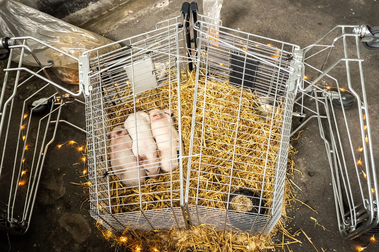 De tre smågrise i Marco Evaristtis udstilling – inden de blev stjålet. Foto: Emil Nicolai Helms, Scanpix