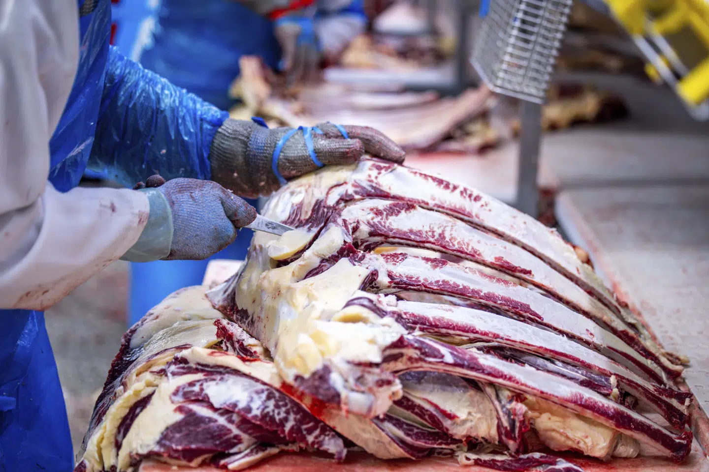 En høj udnyttelse af kapaciteten på slagterierne er en afgørende del af at vende udviklingen i Danish Crown, lyder det fra koncernen. (Arkivfoto).
