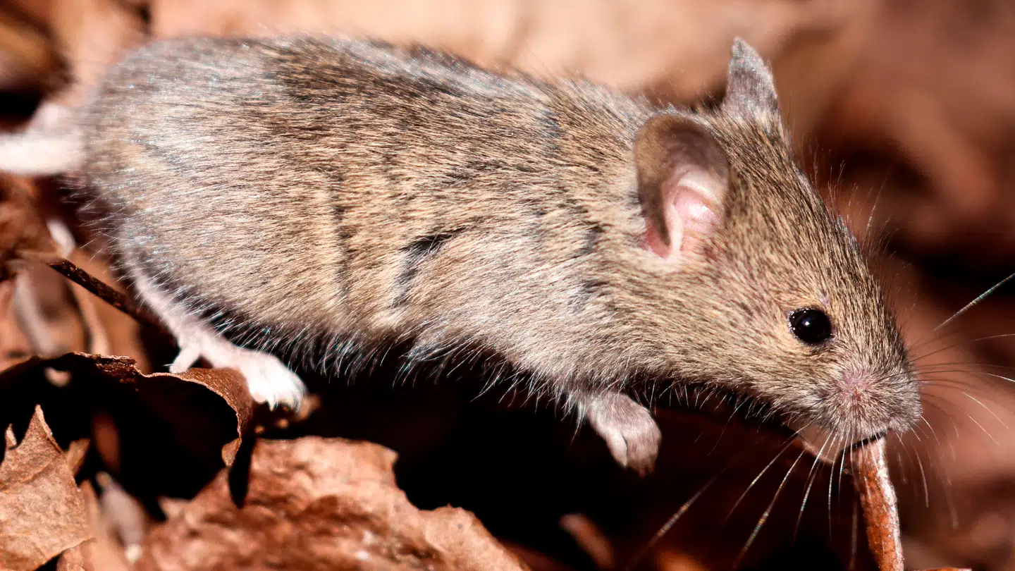 Fødevarestyrelsen har fundet museeskrementer under kontrol i kantinen til Herning Gymnasium.