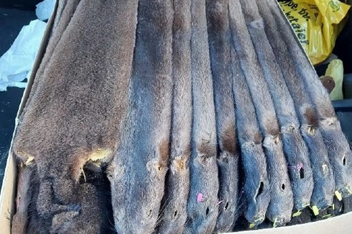 Der er blevet konfiskeret 932 minkskind hos en 43-årig mand, der mandag blandt andet har tilstået, at han har hvidvasket penge gennem handel med minkskind.