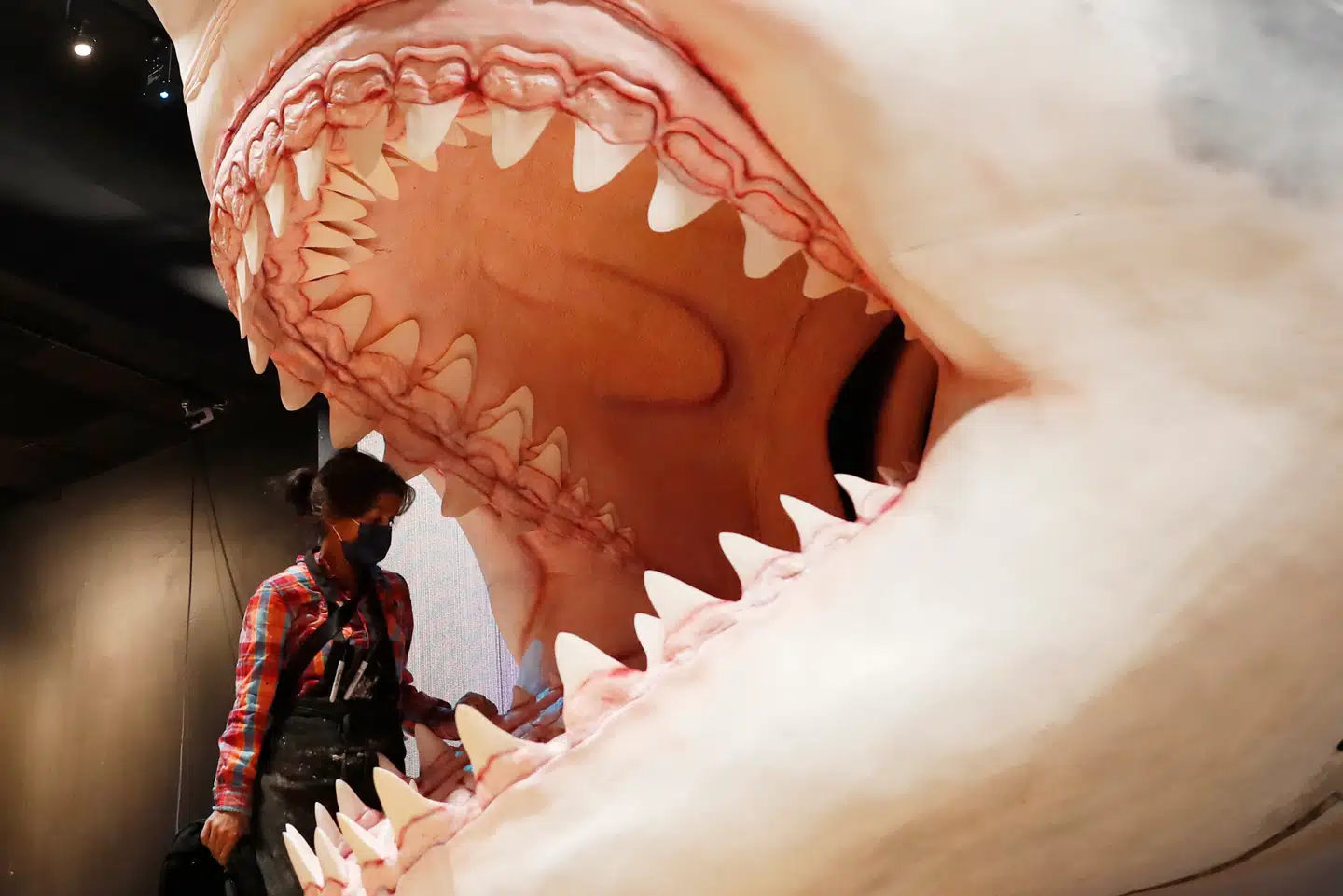 De forhistoriske megalodon-hajer var enorme. Og den største megalodon, der er fundet fossiler af, endte sine dage i det, der nu er en lergrav i Sønderjylland. Her ses en model af en megalodon i New York.