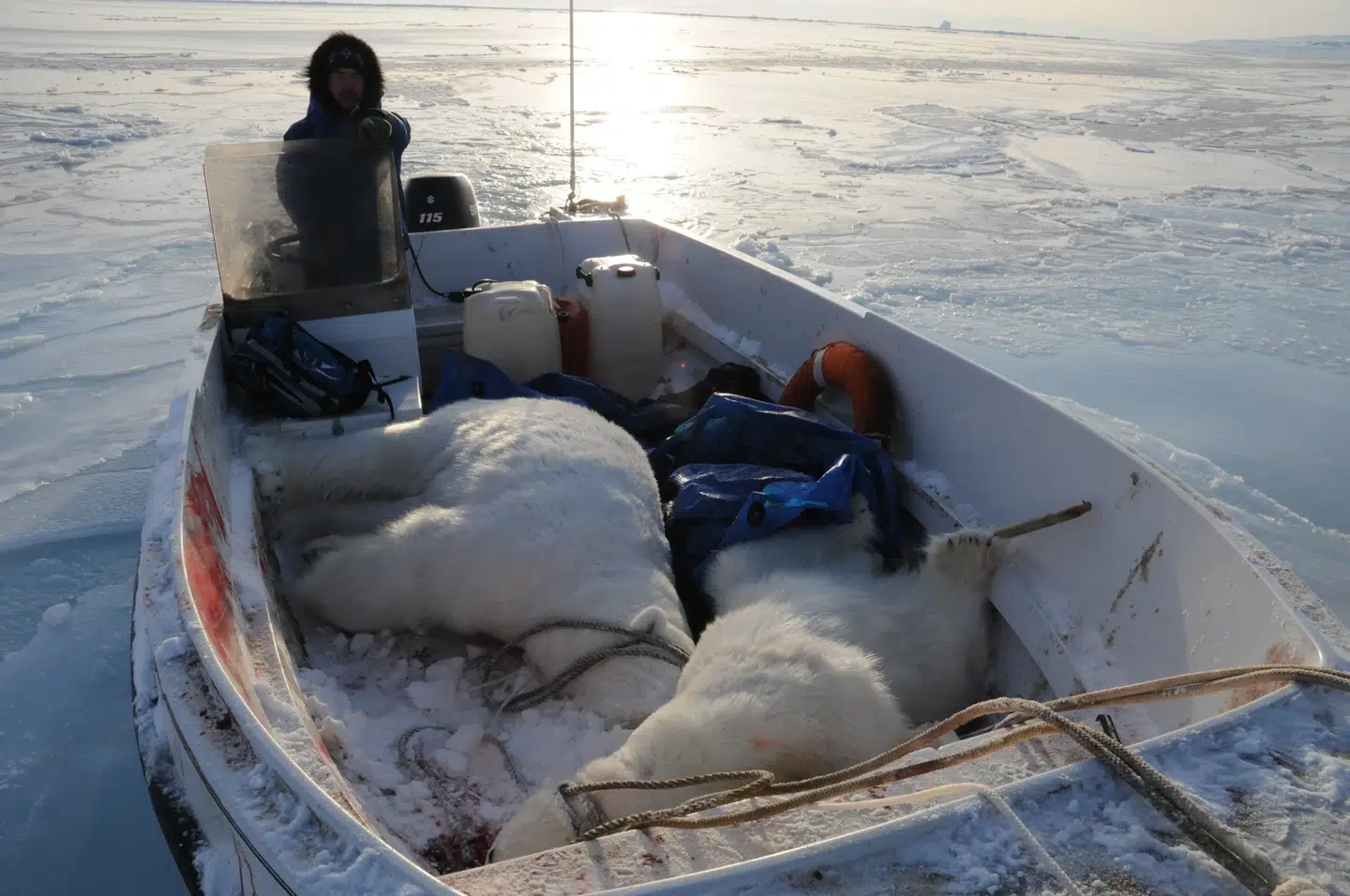 Foto fra en af de aarhusianske forskeres ture til Grønland. (Foto: Rune Dietz)