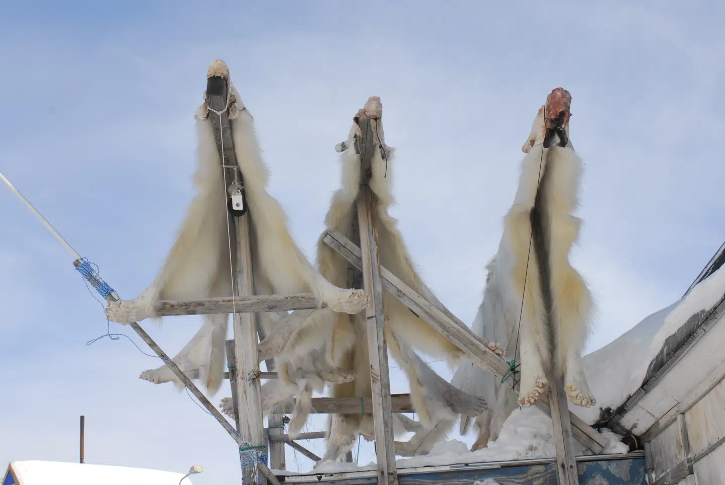 Isbjørn er en af de vigtigste fangstarter i Nord- og Østgrønland, men da isbjørnen ligger sidst i fødekæden, ophobes en større koncentration af PFAS i kødet. (Foto: Rune Dietz)