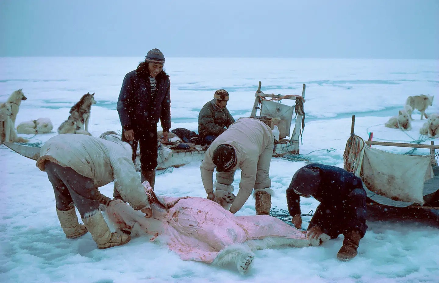 Grønlandske jægere lever af havets ressourcer, men deres kost kan udgøre en sundhedsfarlig risiko, viser et nyt dansk studie. (Foto: Rune Dietz)