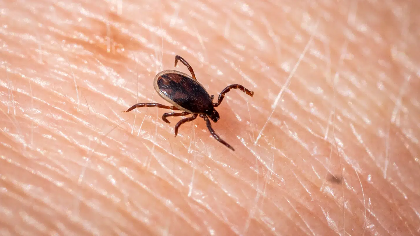 Flåter er mider med otte ben, som suger blod fra fugle, pattedyr og mennesker.