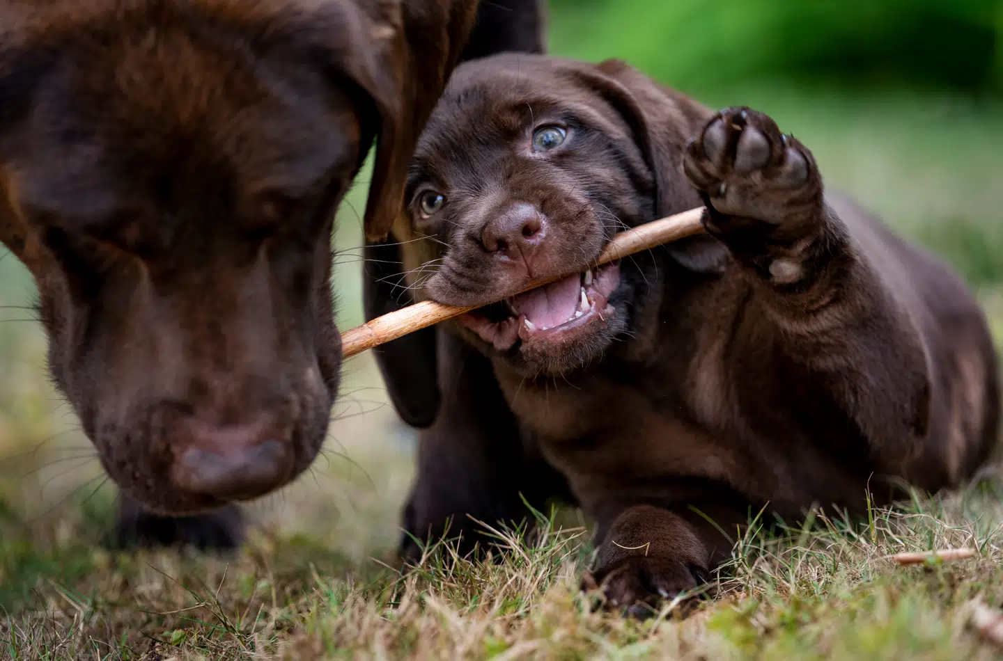 Foto: Liselotte Sabroe, Scanpix