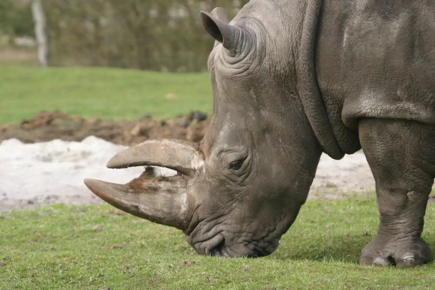 Det gamle, hvide næsehorn Sophie fra Givskud Zoo tilhørte en sjælden art, og derfor var flere forskere og dyrlæger til stede, da det blev aflivet.