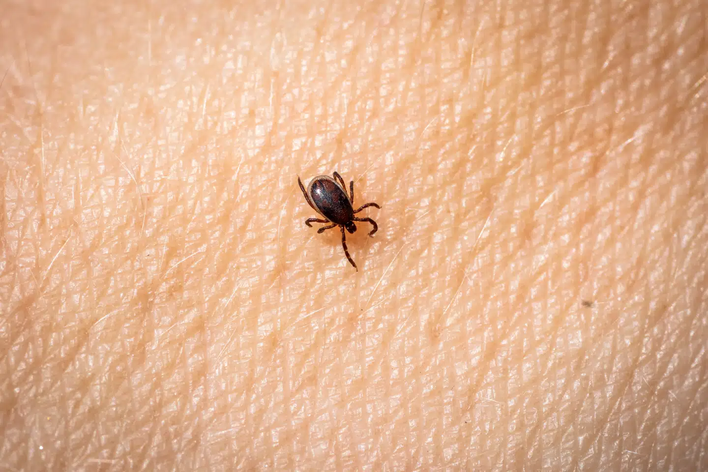 Der er sket en stigning i smitte med hjernebetændelse efter flåtbid, viser en ny opgørelse fra Statens Serum Institut. (Arkivfoto)