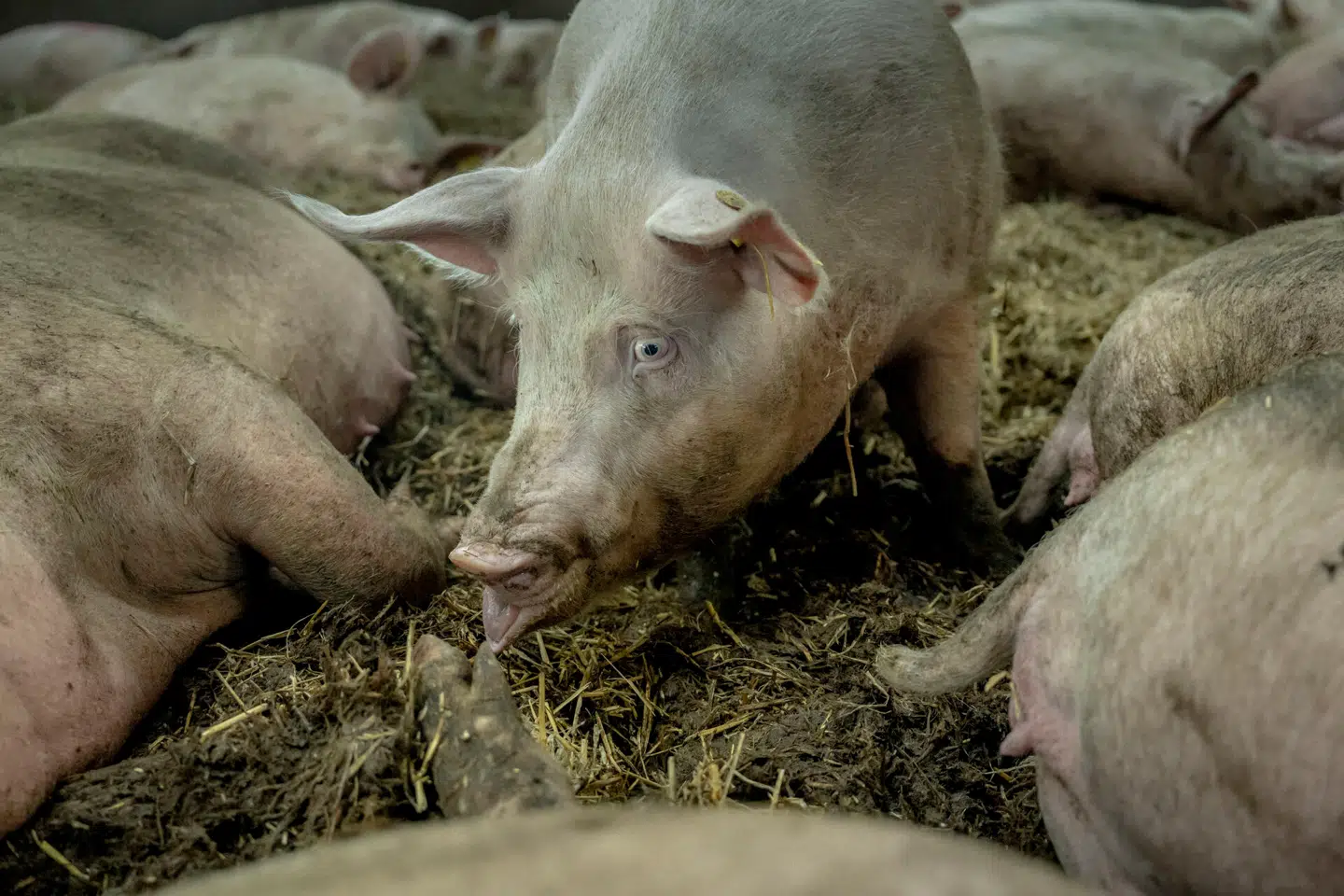 Foto: Asger Ladefoged, Scanpix