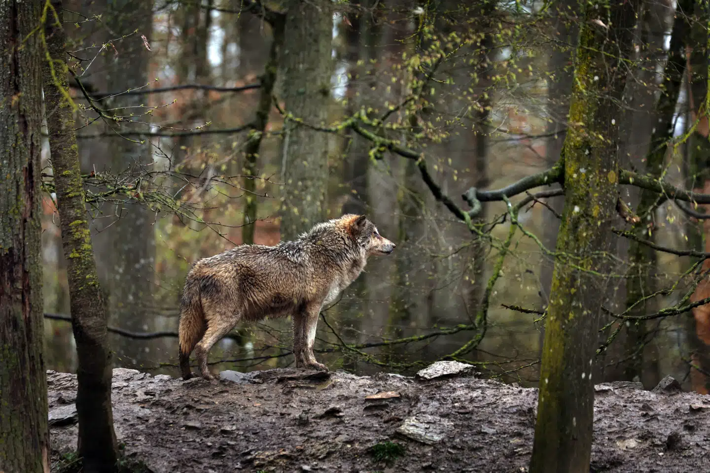 Foto: Karl-Josef Hildenbrand, Scanpix