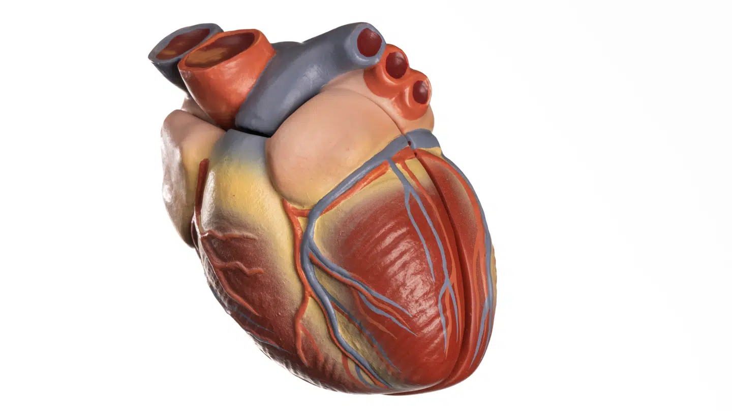 Forskere har vist, at hjertet hos rygere allerede viser tegn på alvorlige forandringer midt i tyverne.