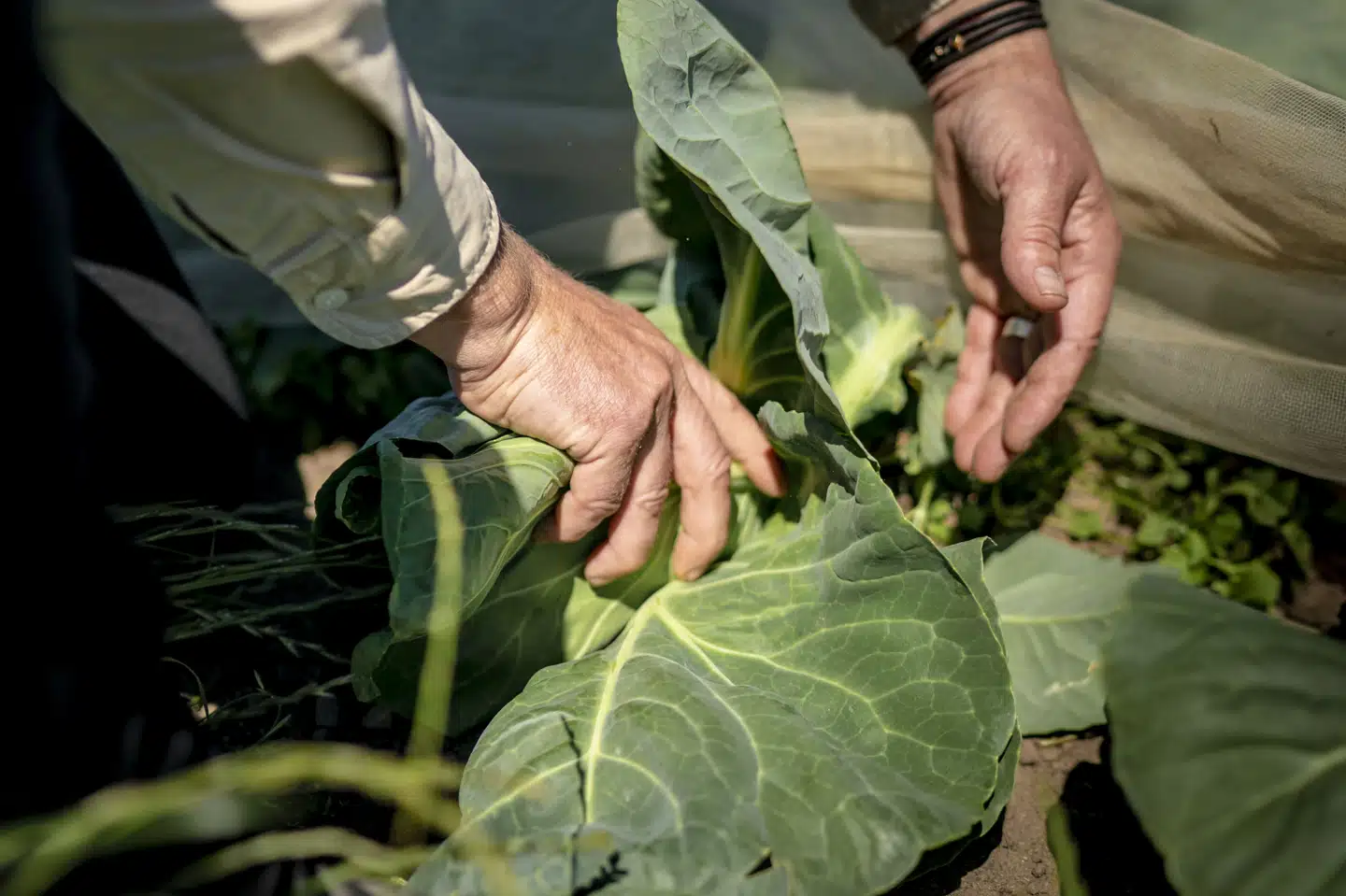 Aarstiderne blev etableret i 1999 af Thomas Harttung og Søren Ejlersen. Virksomheden er siden blevet solgt til dagligvarekoncernen Dagrofa. (Arkivfoto).