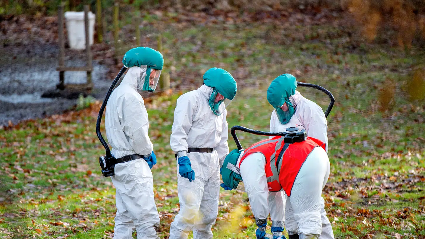 En fulgebesætning i Nordsjælland er tidligere blevet ramt af fugleinfluenza. Her blev 30 ænder aflivet.