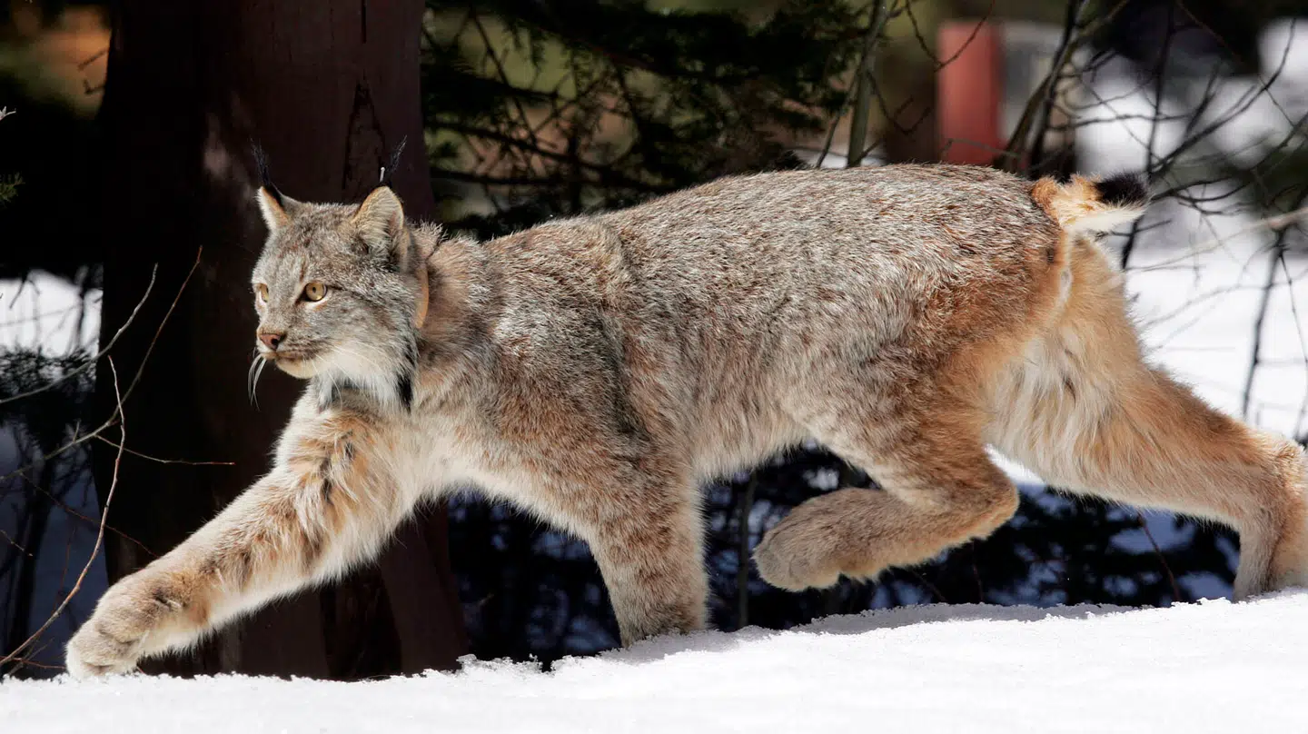 På billedet ses en los i sit naturlige habitat. Den er et kattedyr af denne type, der i dag undslap fra en zoo tæt på Herning.