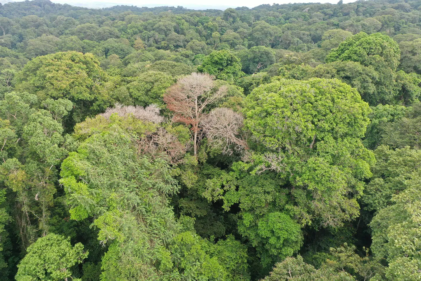 For mange træer er lynnedslag dødbringende, men for Dipteryx oleifera er de en fordel. Foto: Evan Gora, Cary Institute
