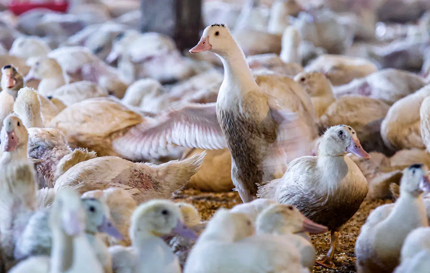 Foto: Kena Betancur, Scanpix