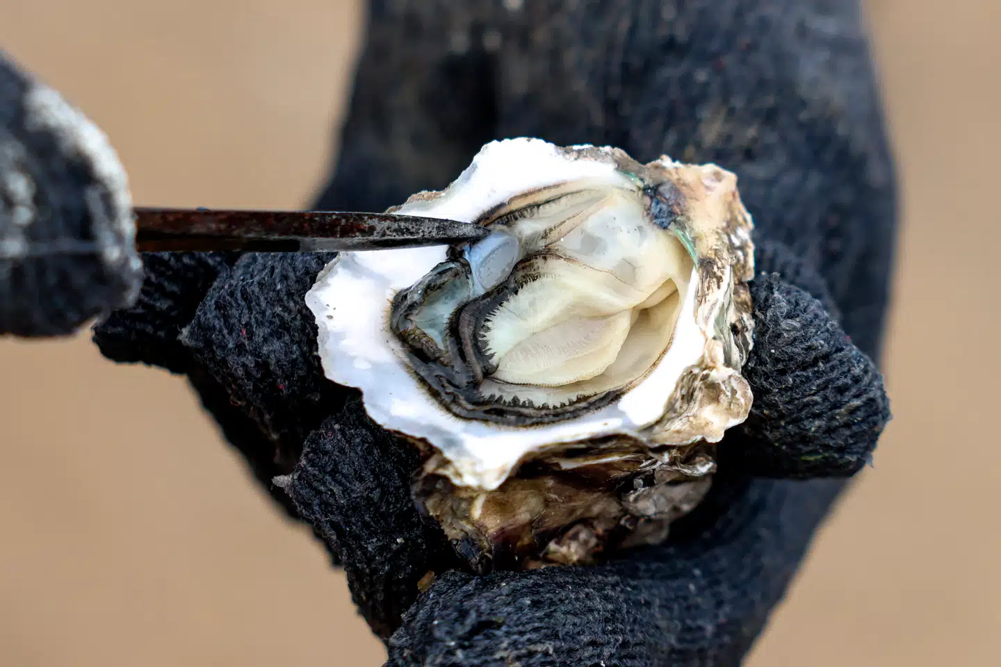Har man én gang fået dårlig mave af en østers, kan fornøjelsen ved delikatessen være ødelagt for altid. Foto: I-Hwa Cheng, Scanpix