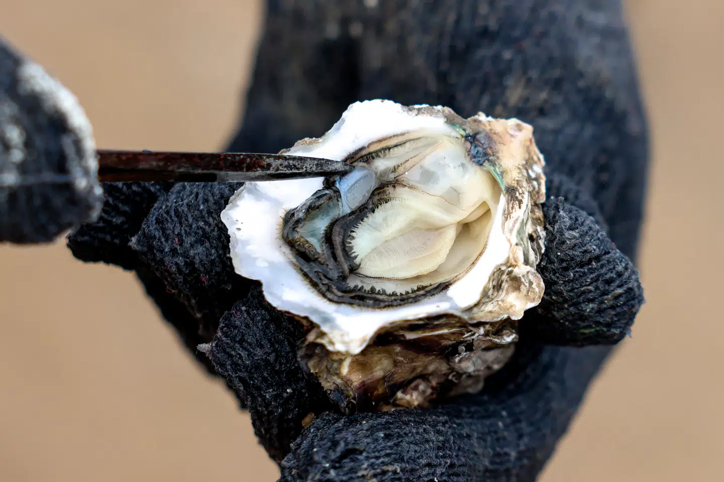Har man én gang fået dårlig mave af en østers, kan fornøjelsen ved delikatessen være ødelagt for altid. Foto: I-Hwa Cheng, Scanpix