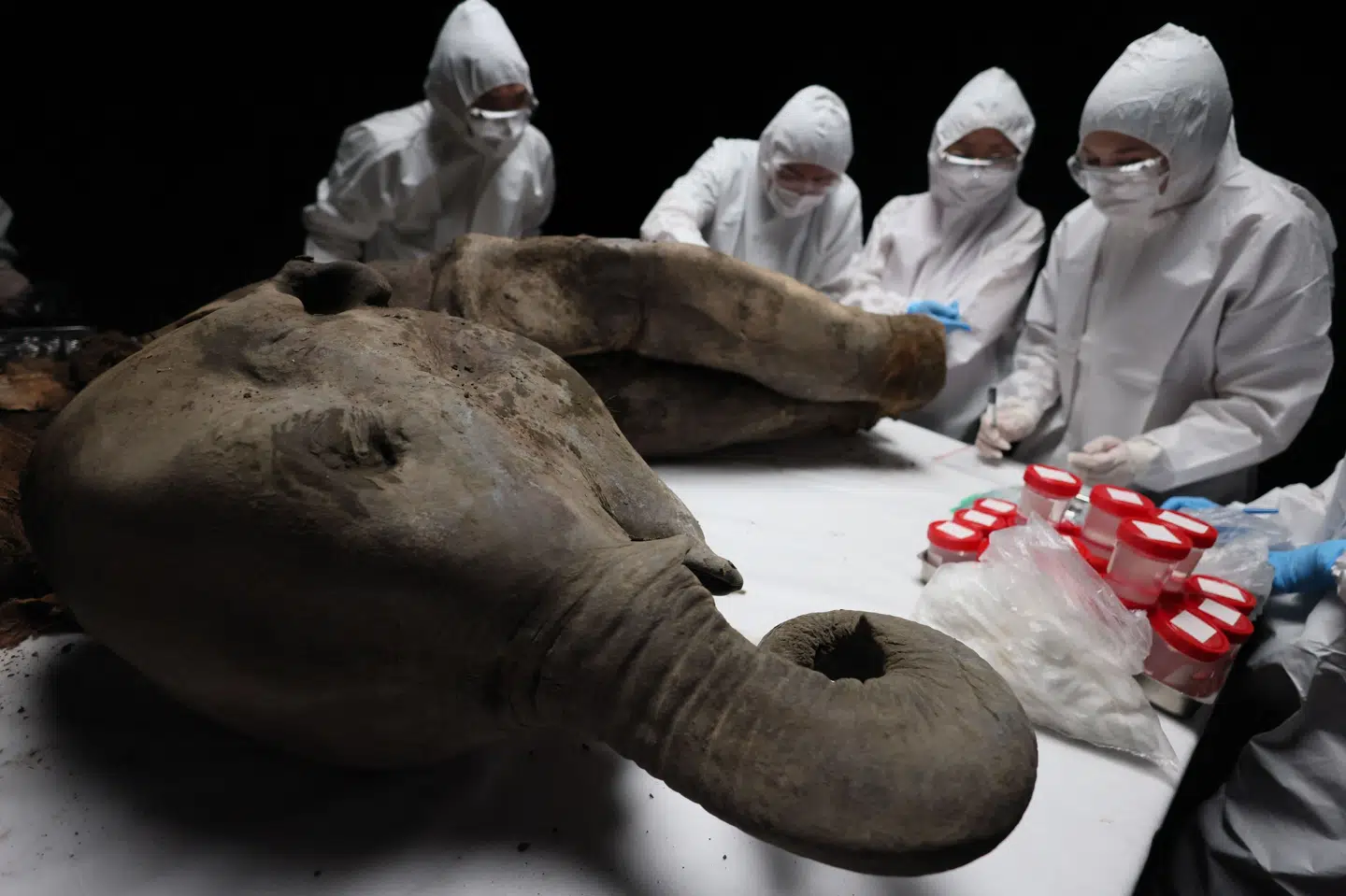 Mammutten uddøde helt som art for næsten 4000 år siden. Her ses Jana, et af de formentlig mest velbevarede eksemplarer nogensinde.