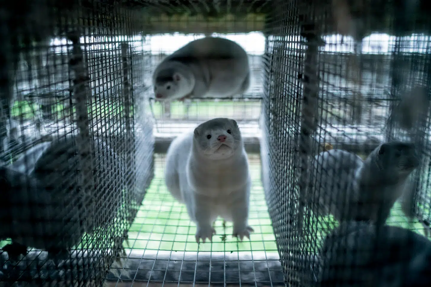Minkererhvervet er så småt på vej tilbage i Danmark, men nu rejser eksperter et advarselsflag.