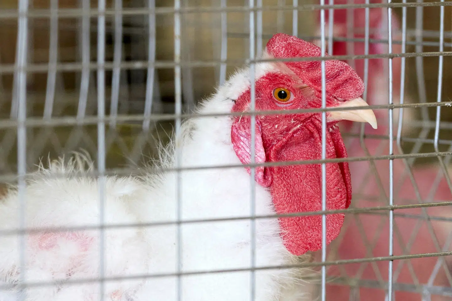 Mexico er blevet ramt af et alvorligt tilfælde af fugleinfluenza hos et menneske. (Arkivfoto).