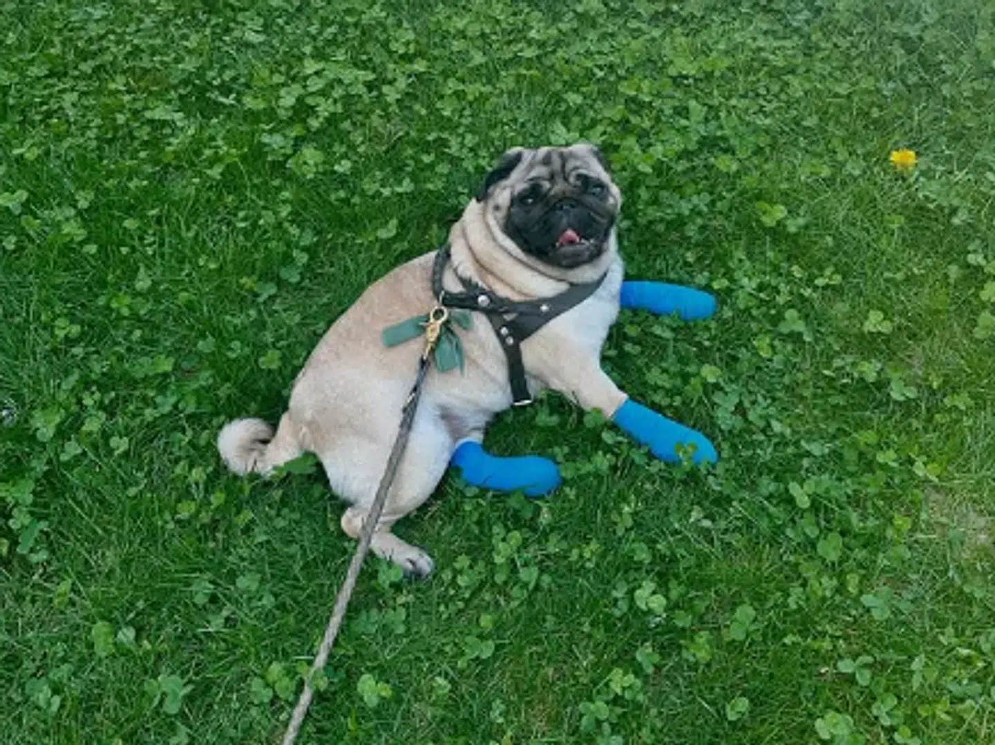 Mopsen Lola endte med forbinding på tre poter efter en tur på dyrehospitalet i Schweiz. Foto: Privat