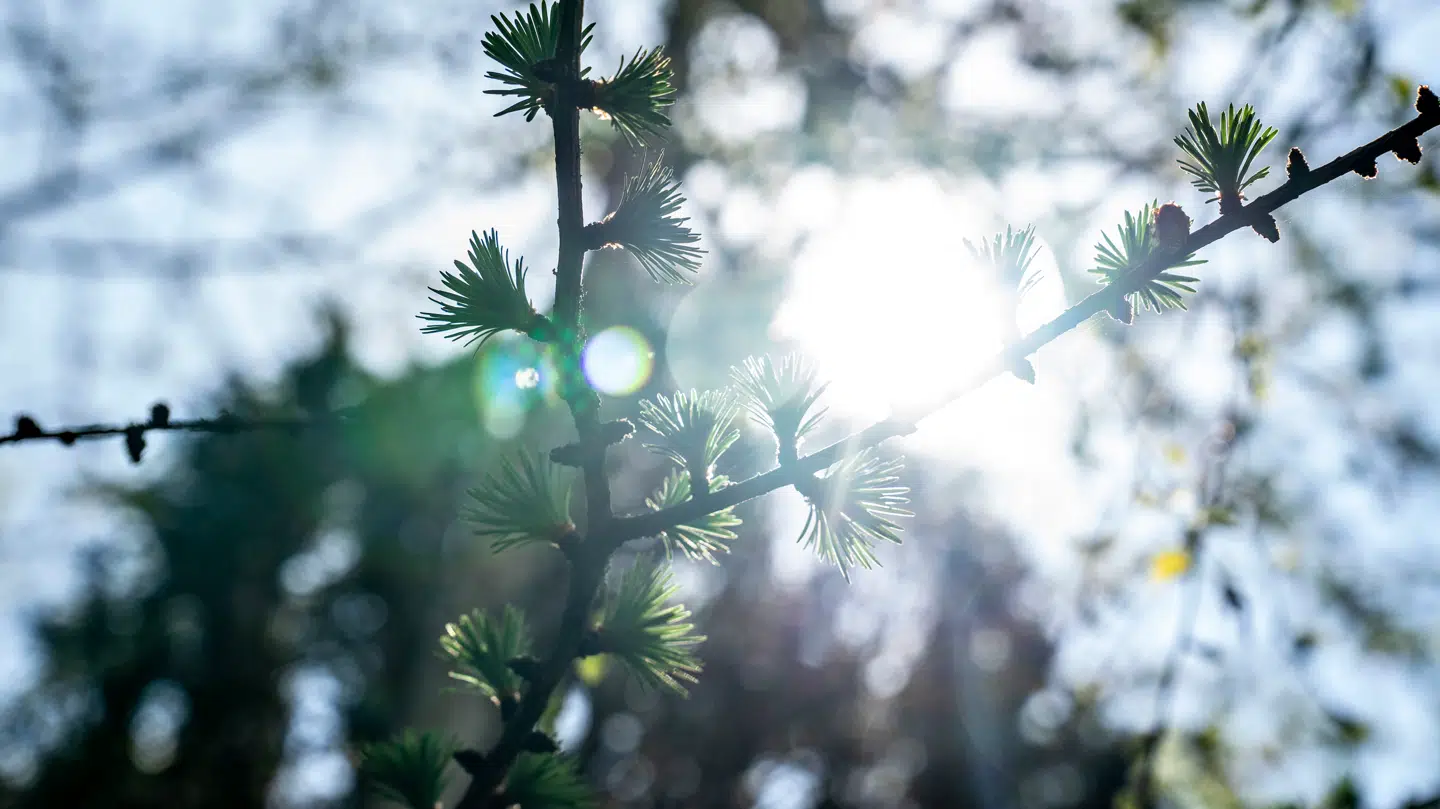 Solen er for alvor begyndt at skinne i Danmark. Og selvom det er dejligt, skal du passe på din hud, fortæller en hudekspert til B.T.