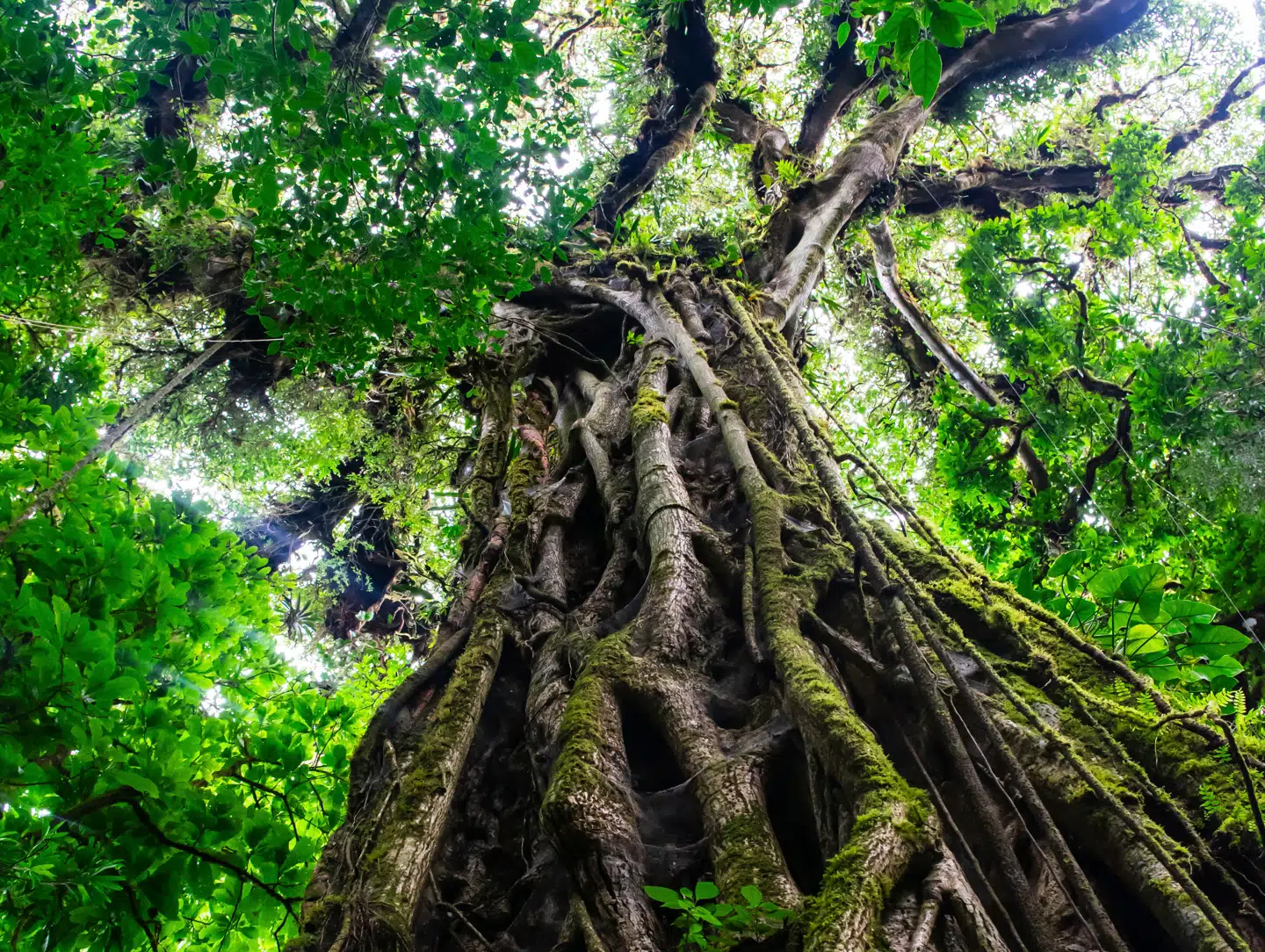 Bestemte figentræer i Amazona's skove kan afsløre, om der sker minedrift i området. Foto: Nano Calvo, Scanpix.