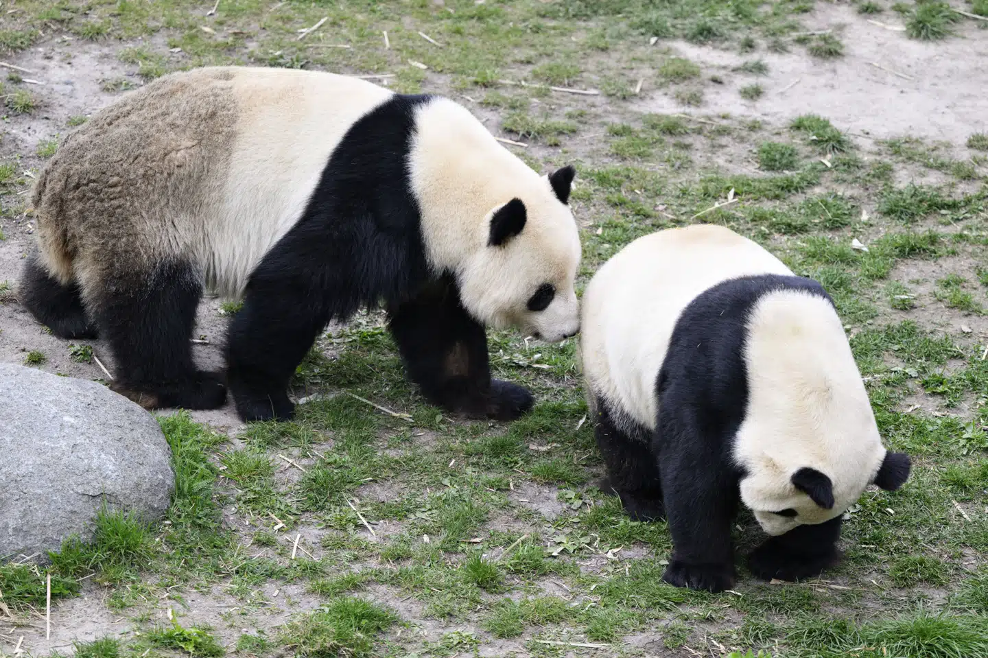 Pandaerne i zoo er onsdag blevet sat sammen i håbet om parring. Torsdag er den sidste dag, de kan nå at parre sig, hvis de skal nå det i år. (Arkivfoto).