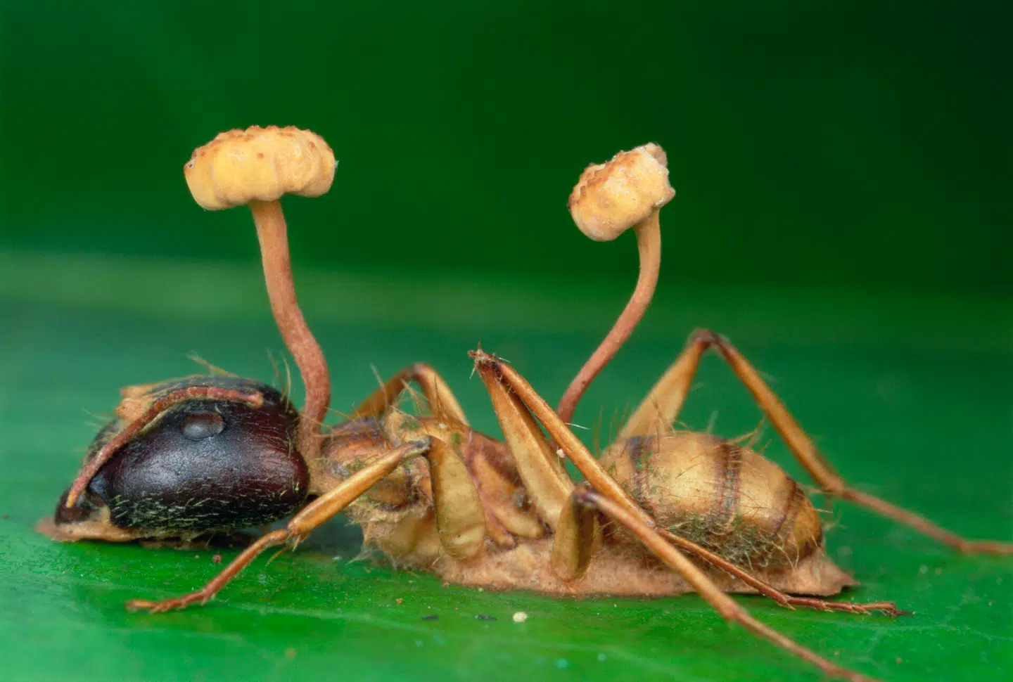 En myre angrebet af cordyceps i Peru. Foto: Mark Moffett, Scanpix.