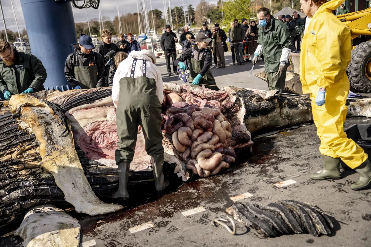 Obduktionen af den strandede pukkelhval var fredag et tilløbsstykke, der trak flere hundrede tilhørere.