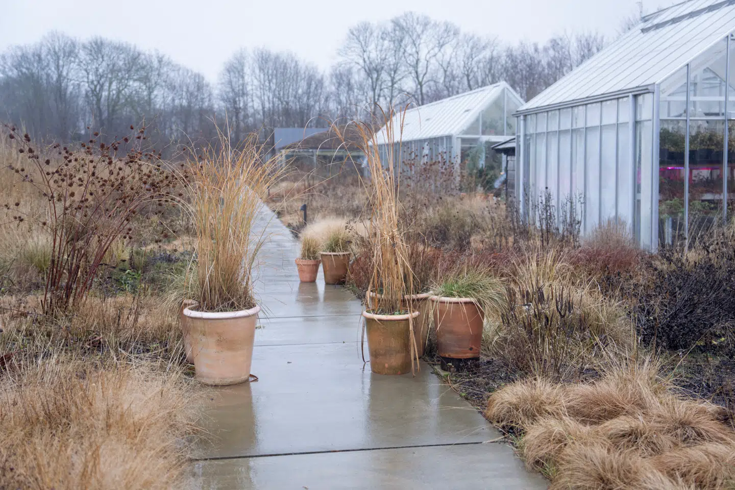 Noma sætter potteplanter på og rundt om sti for at spærre for adgangen.
