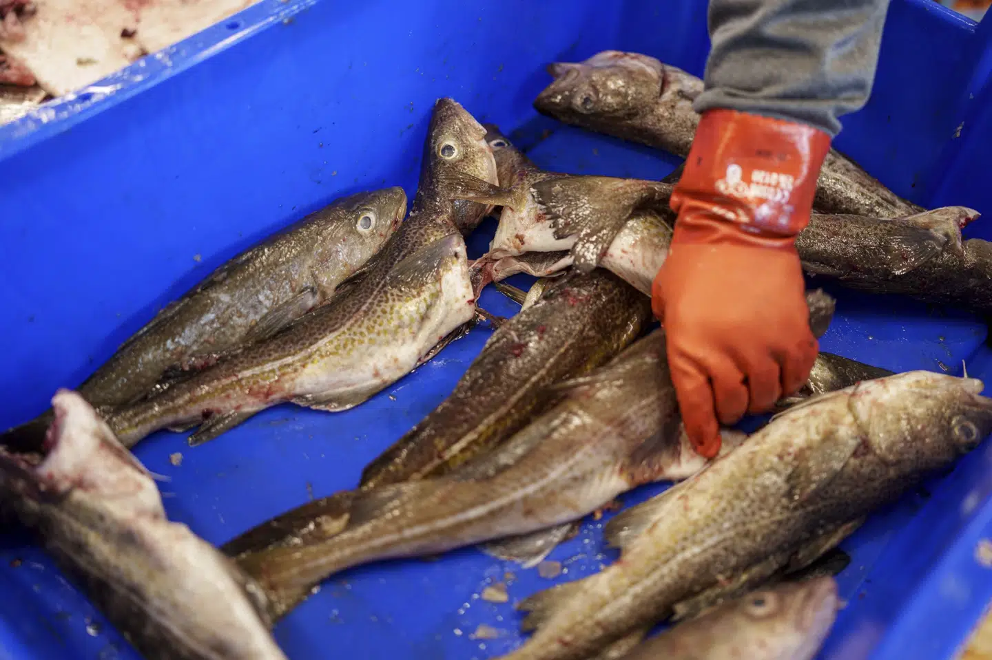 Den nye aftale med Kina kommer især Grønland til gode, siger fødevareminister Jacob Jensen (V). (Arkivfoto).