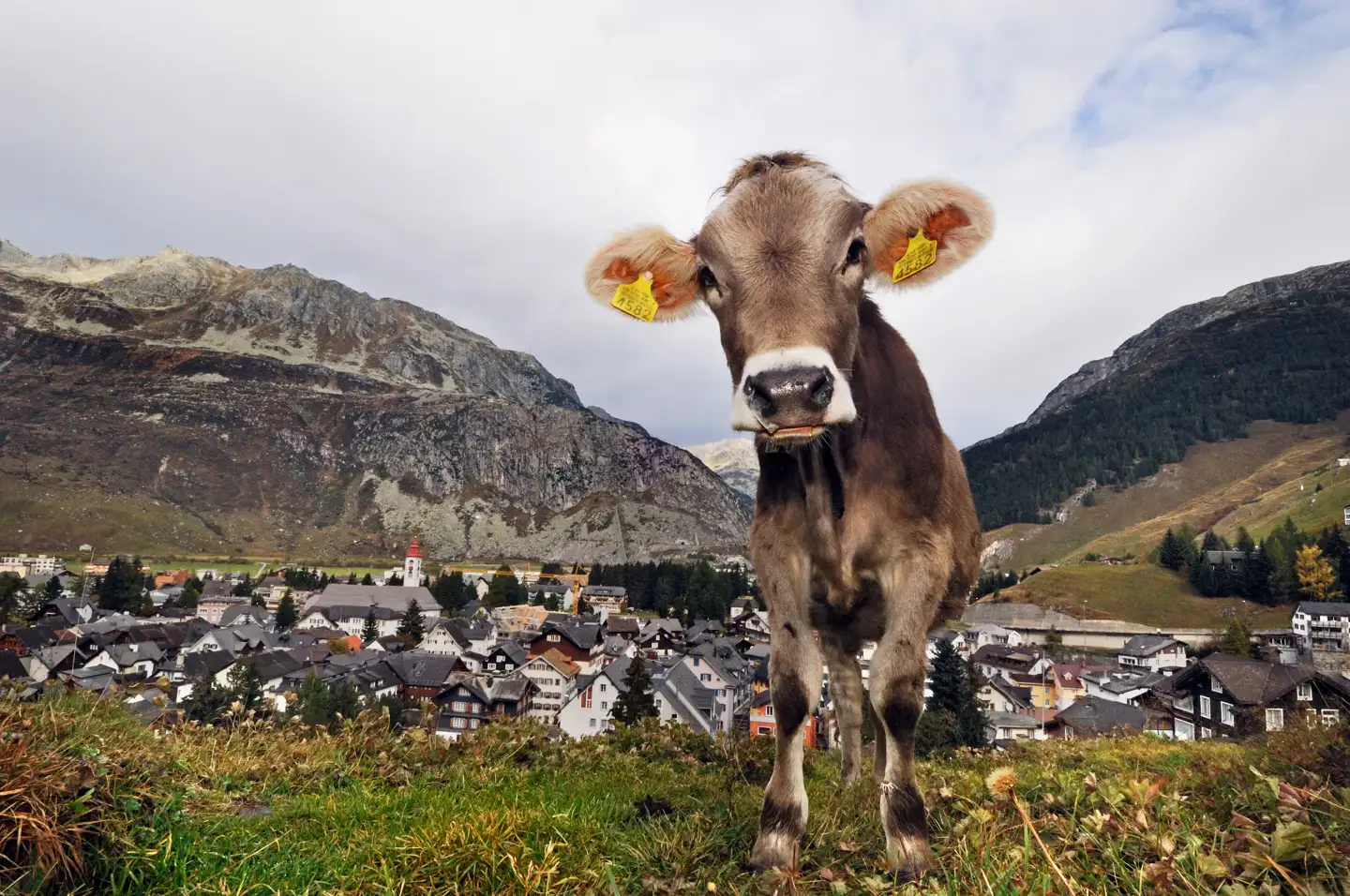 En ko på græs ved den schweiziske alpeby Andermatt, som pludselig oplever en umådelig tilflytningsinteresse blandt rige amerikanere.