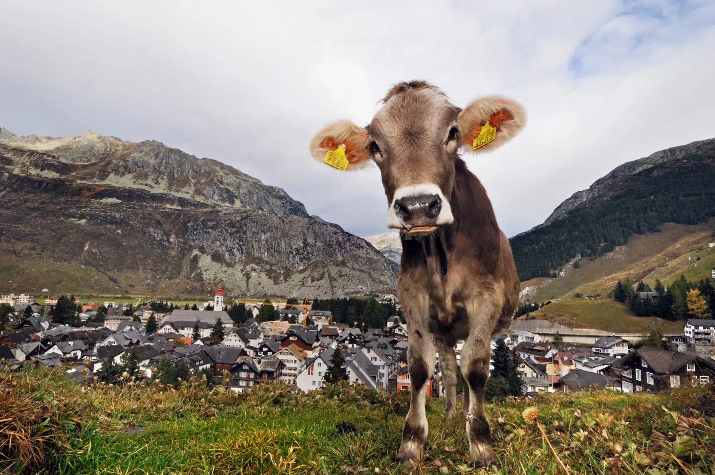 En ko på græs ved den schweiziske alpeby Andermatt, som pludselig oplever en umådelig tilflytningsinteresse blandt rige amerikanere.