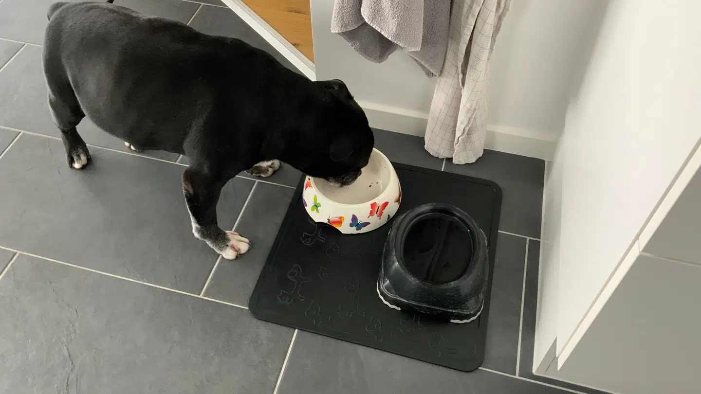 Tina Fruergaard oplever ofte, at skægkræene gemmer sig under hundemåtten.