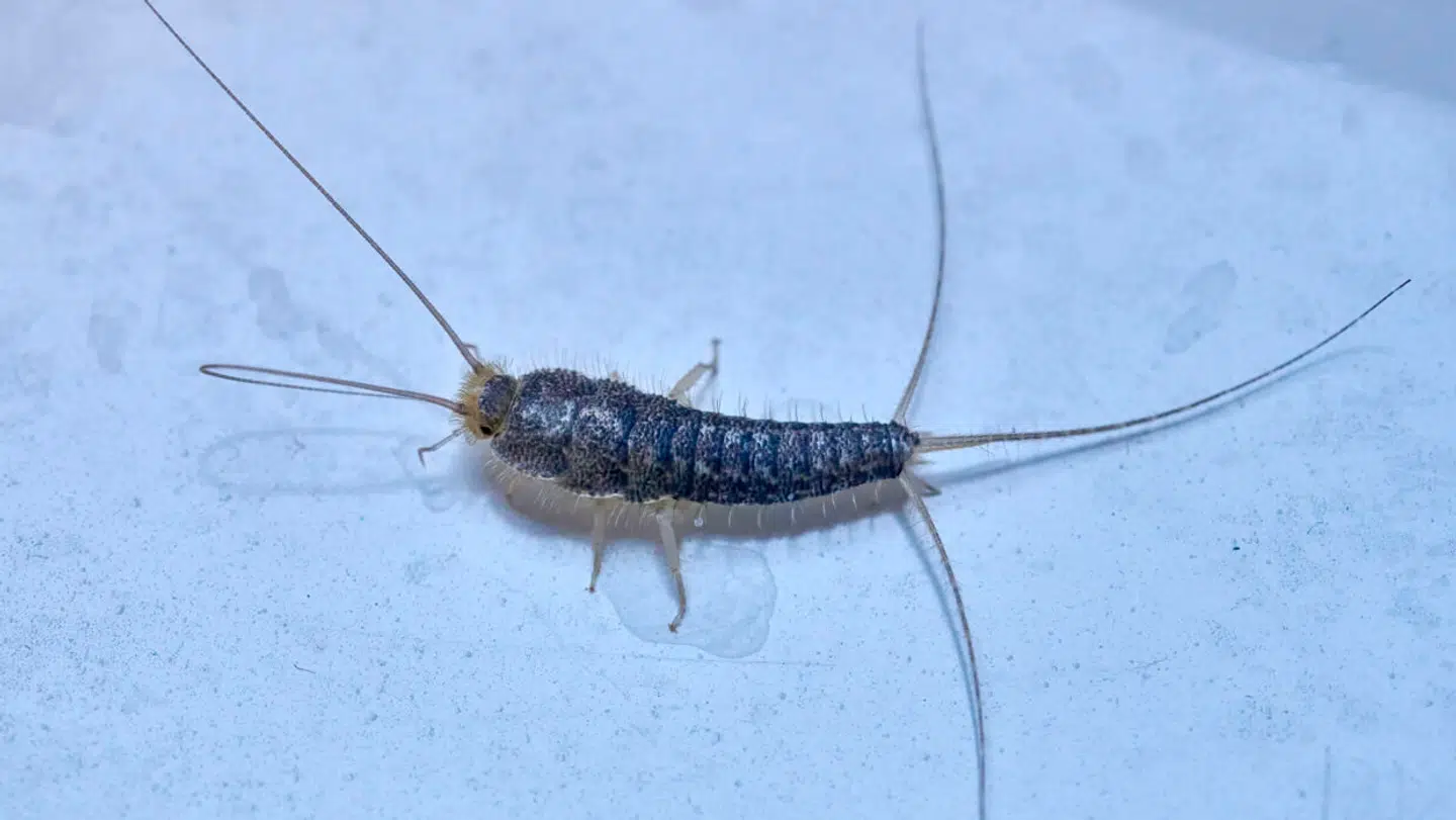 Skægkræ kendes på de lange antenner, haletråde og deres 'skæg'. Haletrådene kan være længere end kroppen, og de måler 15-19 millimeter. Skægkræ kan præstere at lægge 200 æg i deres levetid.