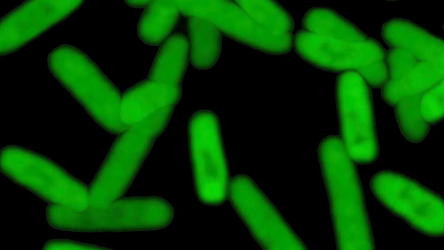 Forskere forbinder et giftstof fra e. coli-bakterien med stigningen i tilfælde af tarmkræft hos unge.