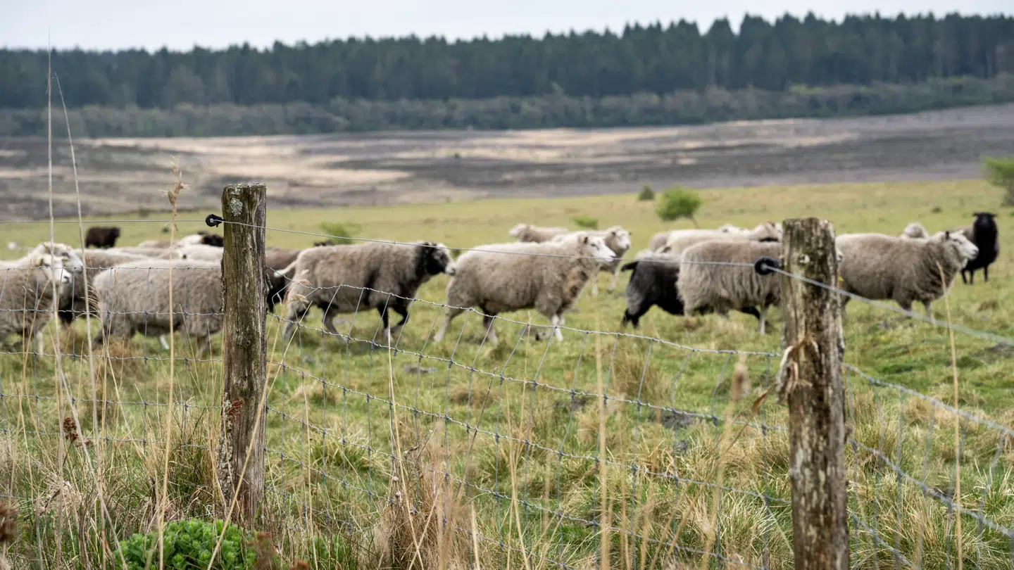Det er særligt fåreavle i nogle områder af Jylland, der kæmper med ulveangreb. I 2024 var der i alt 54 ulveangreb på husdyr i Danmark.