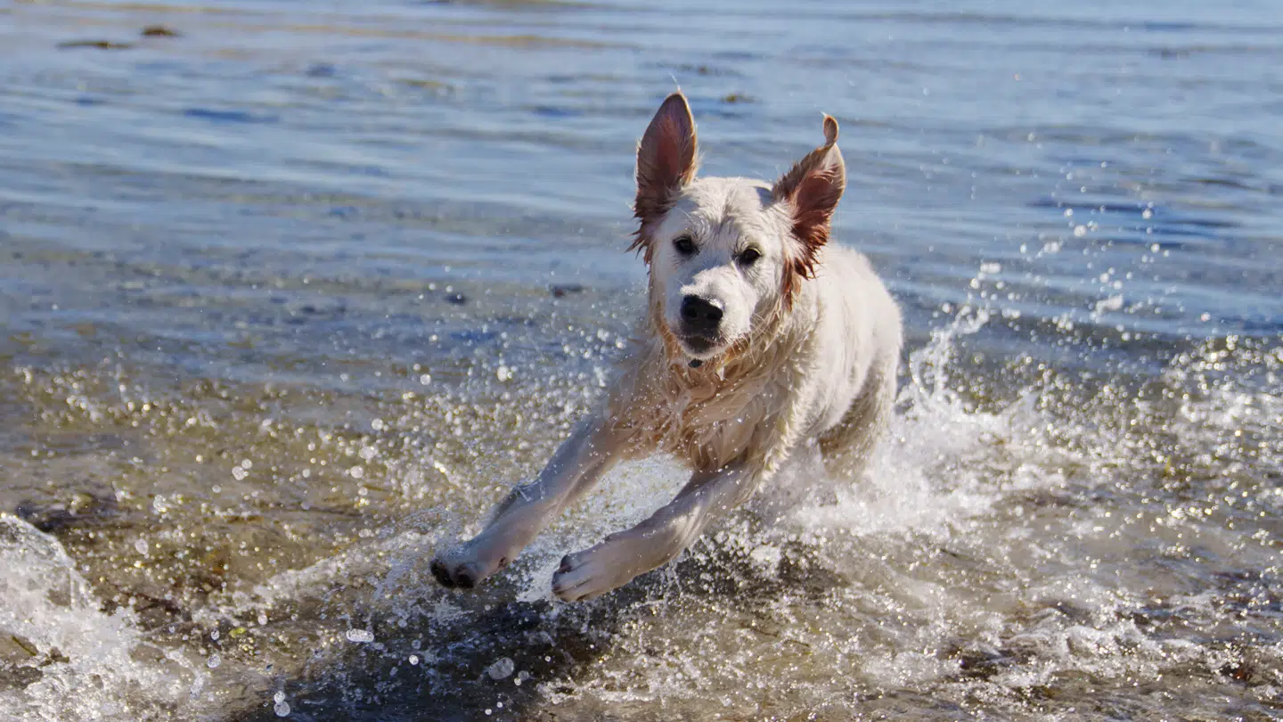 Folk og hunde nyder solen, varmen og vandet i Hellerup Havn.