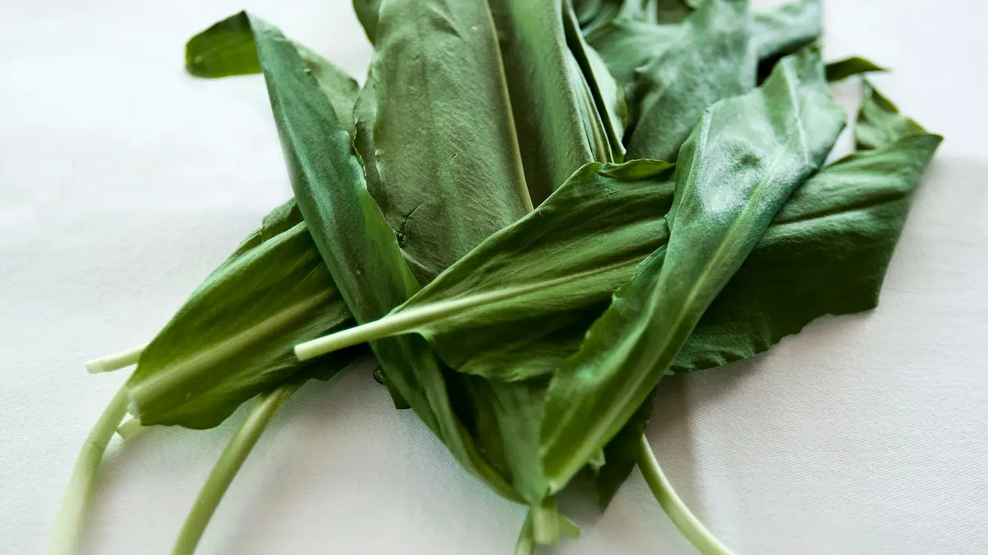Krydderurten ramsløg kan let forveksles med giftige planter.