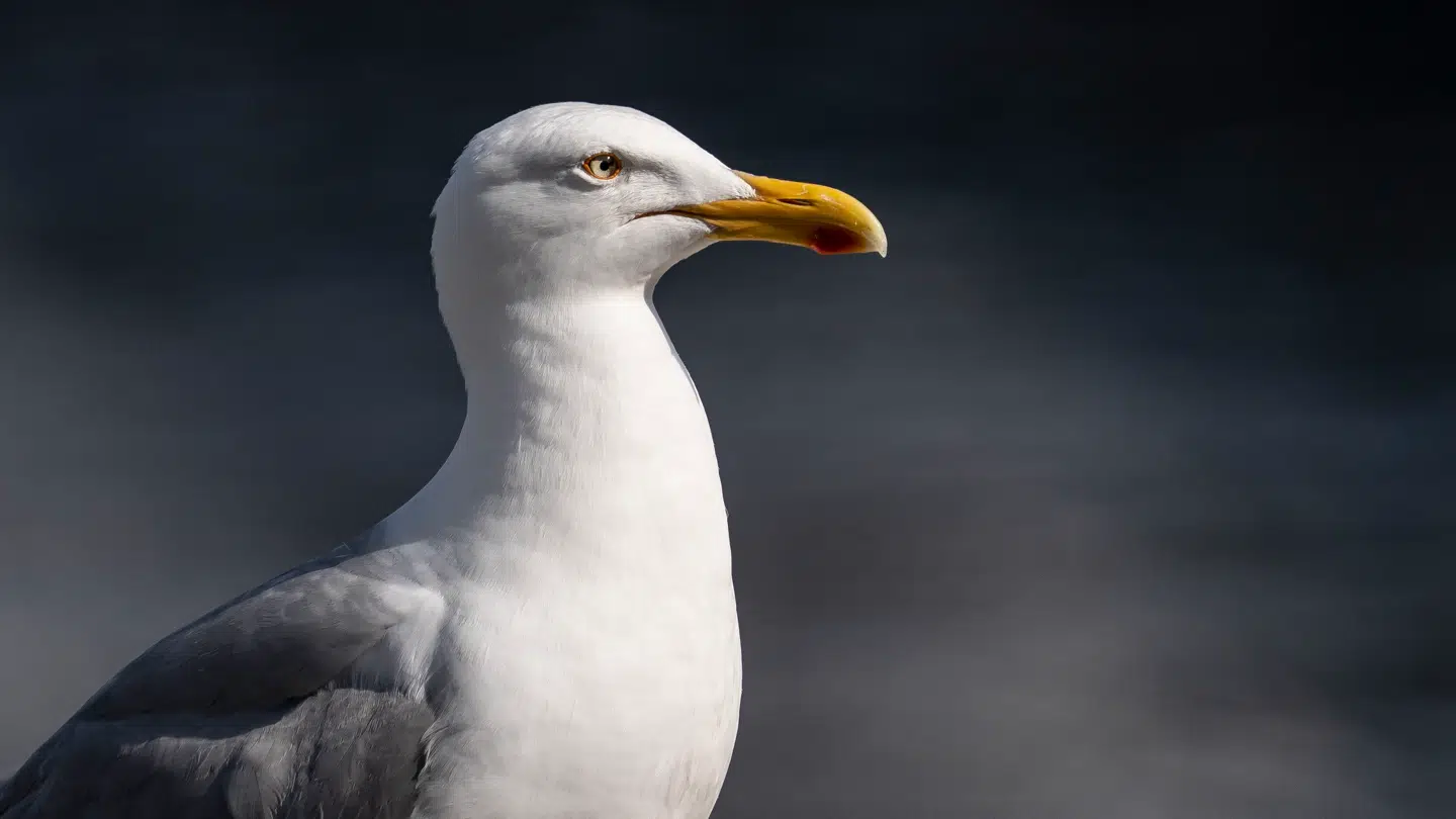 Anna Brynald er ny europamester i mågeskrig.