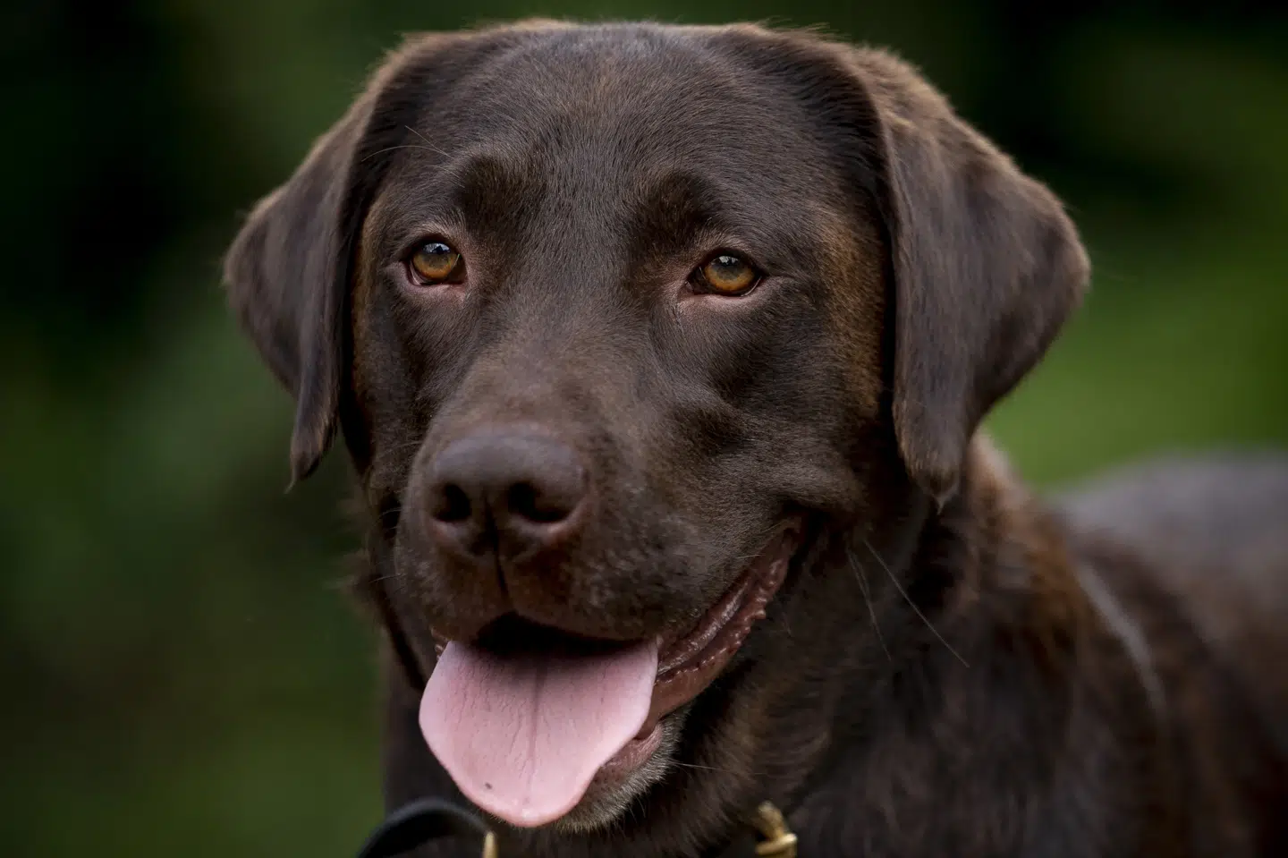 Det var ulovligt, da en café i marts 2023 afviste, at en kvinde måtte få sin servicehund med indenfor. Billedet er ikke af kvindens hund. (Arkivfoto).