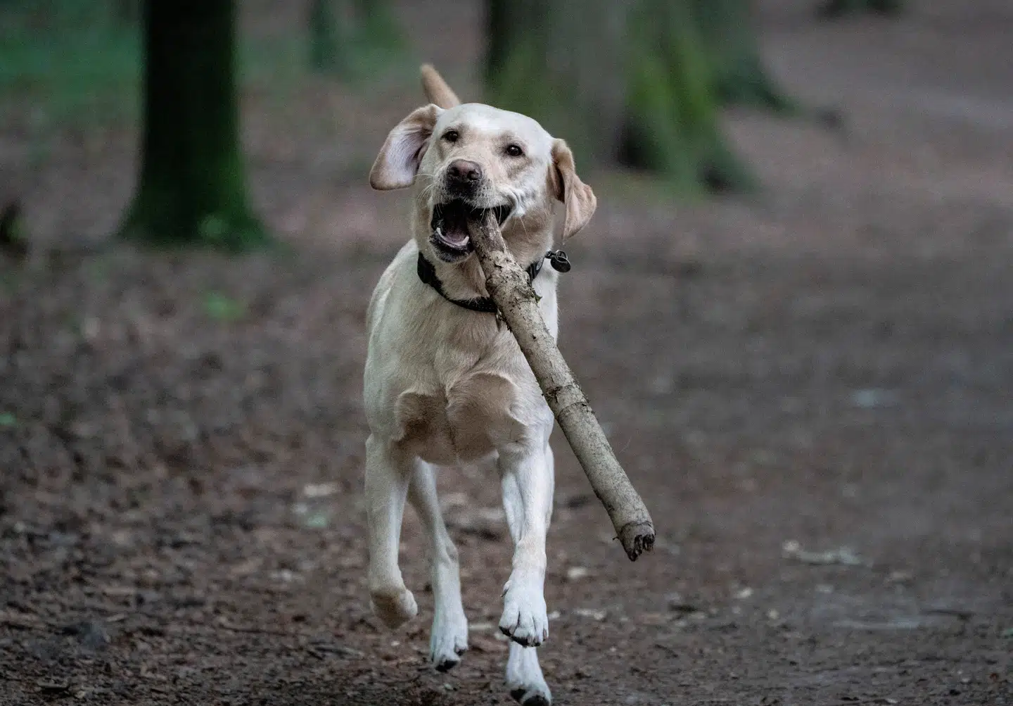 Lad os sammen revidere hundeloven, så den bygges på etisk ansvarlighed, viden og respekt for hunde som levende væsener, skriver Lise Rovsing.